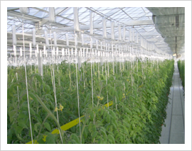 �͔|���@�ɂ������